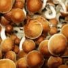 cultivated mushrooms, restricted
