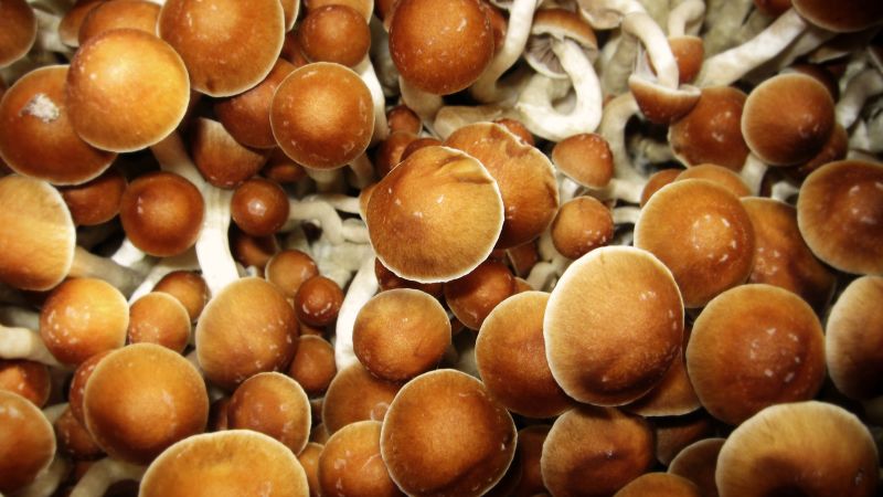 cultivated mushrooms, restricted