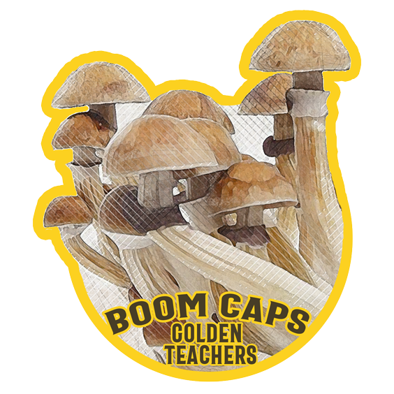 golden teacher psilocybin mushroom boom caps