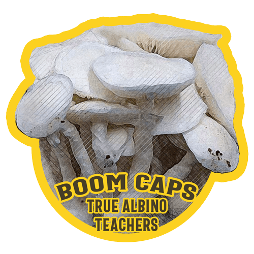 true albino teachers psilocybin mushroom boom caps