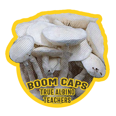 enigma psilocybin mushroom boom caps