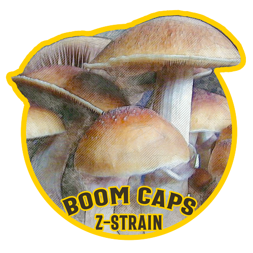 z-strain psilocybin mushroom boom caps