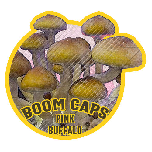 pink buffalo psilocybin mushroom boom caps