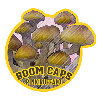 pink buffalo psilocybin mushroom boom caps