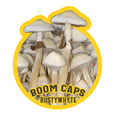 rusty whyte psilocybin mushroom boom caps