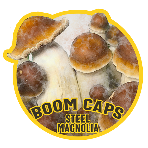 steel magnolia psilocybin mushroom boom caps