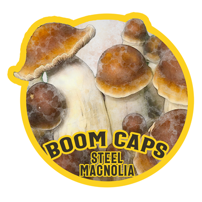 steel magnolia psilocybin mushroom boom caps