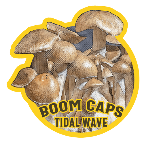 tidal wave psilocybin mushroom boom caps