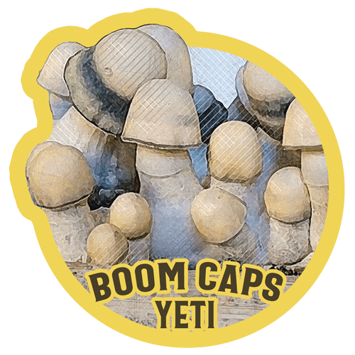 yeti psilocybin mushroom boom caps