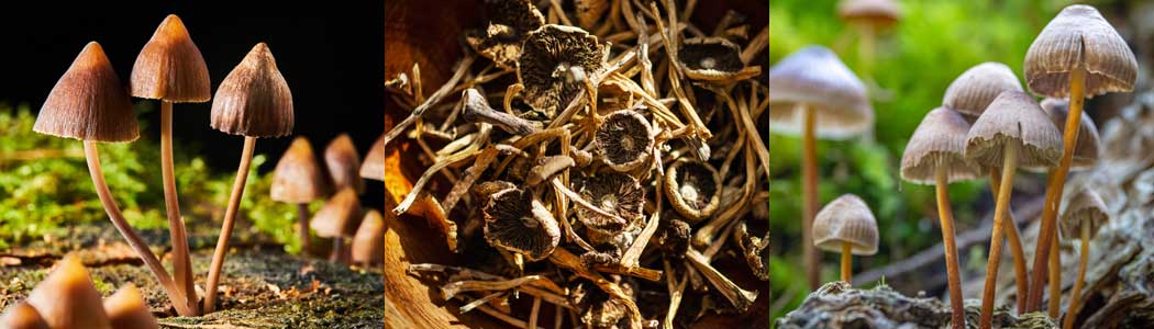 | Dr. P. Delic psilocybin mushroom strain guide