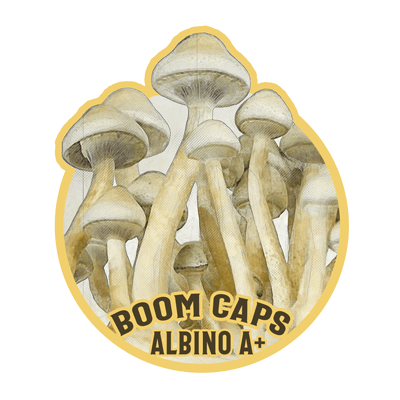 albino a+ psilocybin mushroom boom caps