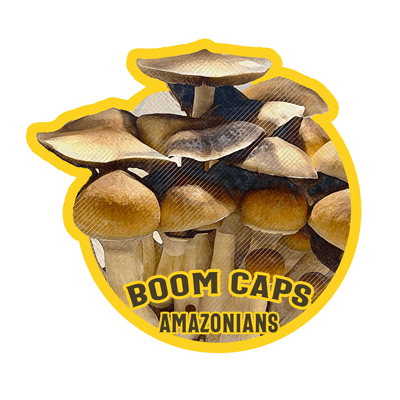 amazonians psilocybin mushroom boom caps