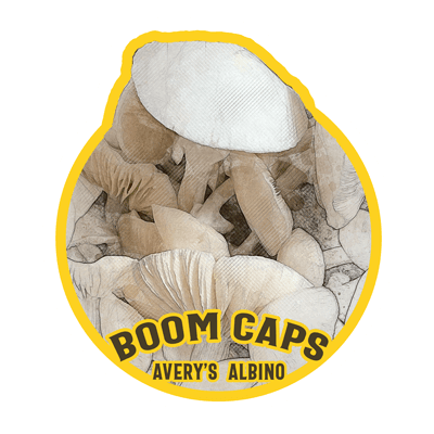 avery's albino psilocybin mushroom boom caps