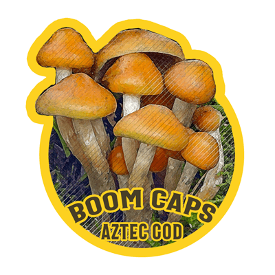 aztec cod psilocybin mushroom boom caps