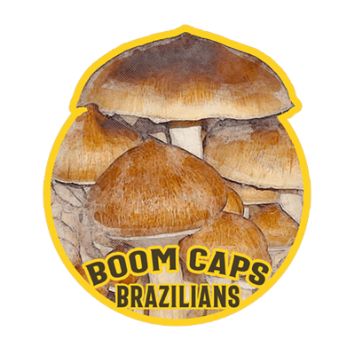 brazilians psilocybin mushroom boom caps