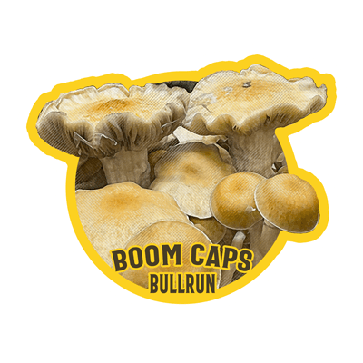 bullrun psilocybin mushroom boom caps