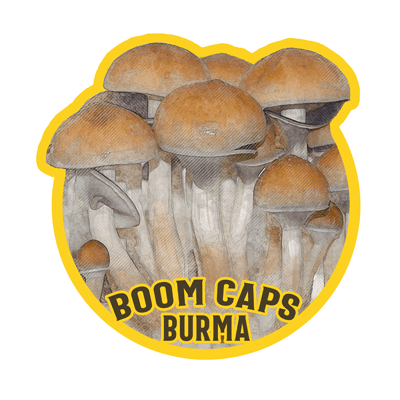 burma psilocybin mushroom boom caps