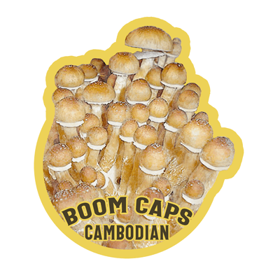 cambodian psilocybin mushroom boom caps