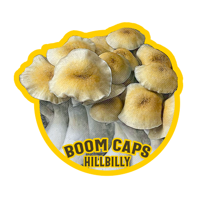 hillbilly psilocybin mushroom boom caps