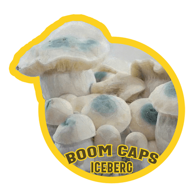 enigma psilocybin mushroom boom caps