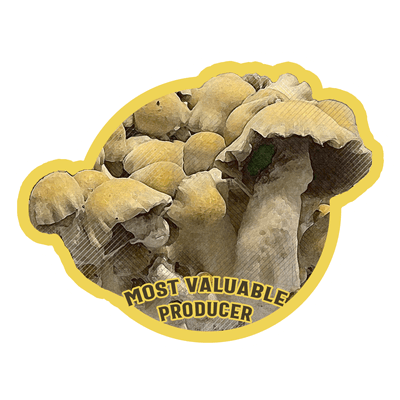 enigma psilocybin mushroom boom caps