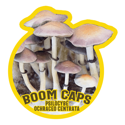 P. Ochras Boom Caps