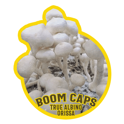 True Albino Orissa Boom Caps