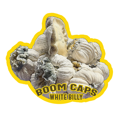 enigma psilocybin mushroom boom caps