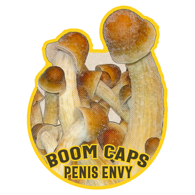 penis envy psilocybin mushroom boom caps